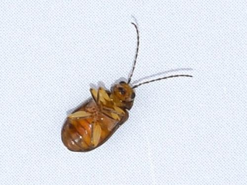 Réf. 237 084 : Pyrrhalta viburni